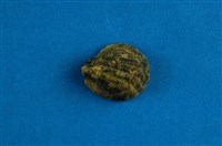 藏品(漁舟蜑螺)的圖片